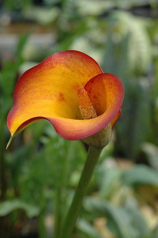 Radha Krishna Agriculture® Calla lily imported flowers bulbs for Your Garden | Dark mustard color Calla lily Flowering Plants Bulbs | all season Flowering bulb for Planters pack of 1 bulb (B0CPJGLWJX) Amazon Price History, Amazon Price Tracker