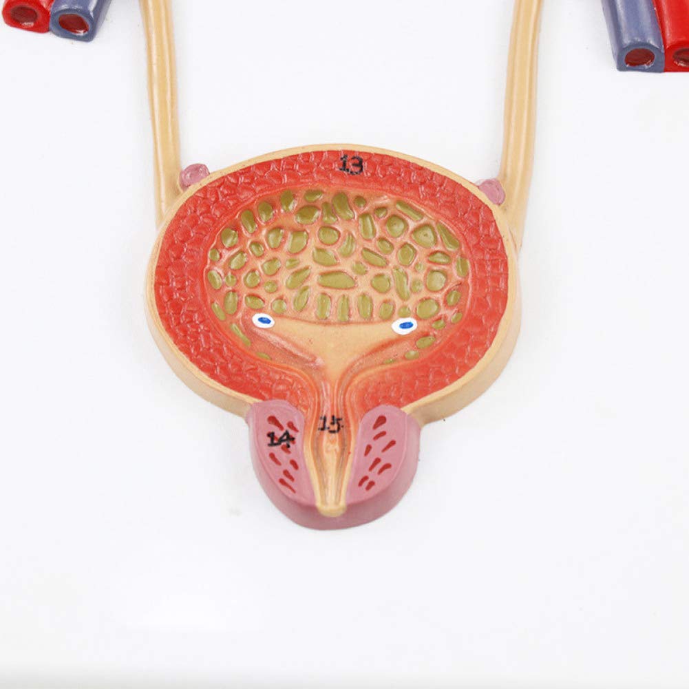 Model dydaktyczny, model układu moczowego, medyczny anatomiczny model układu moczowego człowieka, materiał PVC Model anatomiczny narządów ludzkich do wyświetlania w badaniach Model medyczny