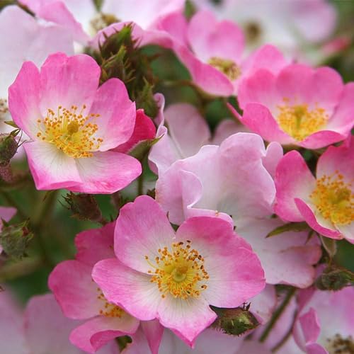 Carbeth Plants - 'Ballerina' Shrub Rose Bush - Hybrid Musk Rose in 3 Litre Pot - Pink and White Petals