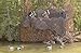 CamoSystems Pro Series Military Camouflage Netting with Mesh Attached , Original Camo - Green/Brown, Large, 7'10