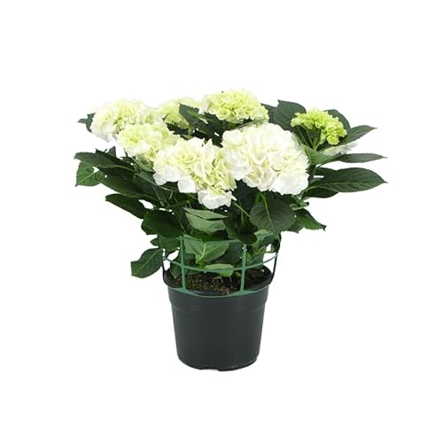 Hortensia Blanca Natural – Planta de Fácil Cuidado y Alta Durabilidad
