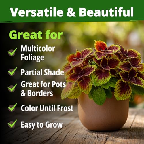 Image of HOME GROWN Coleus Rainbow Seeds - 400 Count 0.04 oz Flower Seed, Coleus scutellarioides 'Rainbow', Indoor Plant Seeds for Containers, Shade Gardens, Decorative Multicolor Foliage