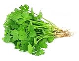 Bulk Non GMO Cilantro (Coriander) Seed (1/2 Lb)