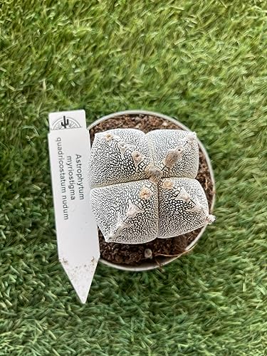 Astrophytum Myriostigma Quadricostatum Vaso 10,5Cm Foto Reali Pianta Grassa