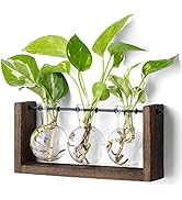 Mkono Plant Terrarium with Wooden Stand, Wall Hanging Glass Planter Tabletop Propagation Bulb Vas...