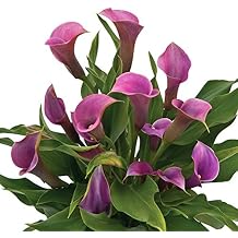 Easy to Grow Calla Lily Amethyst 3 Bulbs - Purple Flowers Blooms in Summer Sun Tropical Spring Planted