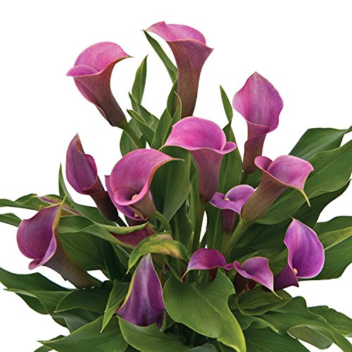 Easy to Grow Calla Lily Amethyst Bulbs