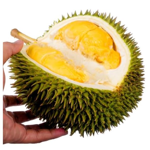 30 piezas Comprar semillas frescas de fruta Durian decoración de árboles frutales, regalos sostenibles Durio zibethinus Decoración de plantas de balcón resistentes. fruta de zapote,