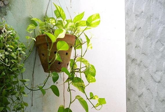 Image of Live Money Plant Indoor Plants with Decorative Pot Plants for Living Room, Balcony, Office And Garden (3Inch Pot, White) [Money Plant]