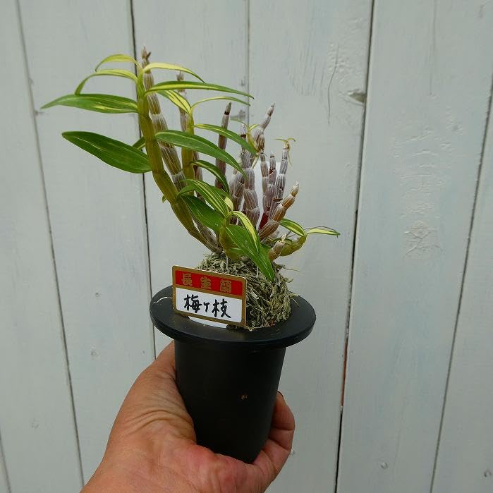 Amazon.co.jp: 長生蘭 梅ヶ枝 苗 3号鉢 斑入り 石斛 セッコク 山野草