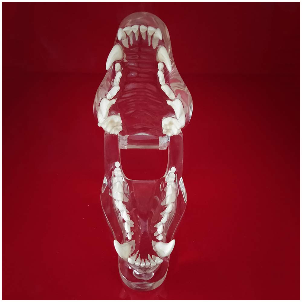 Model Zębów Psa - Materiał Pvc Model Zębów Psa - Medyczny Anatomiczny Model Czaszki I Szczęki Psa - Do Nauki Weterynaryjnej, Model Edukacyjny