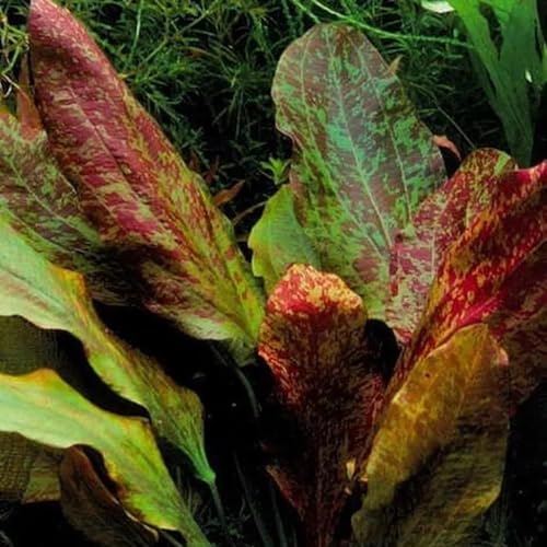 semi di acquatiche per acquario da esterno resistenti acquatica, acquario di selvatiche, 200pcs