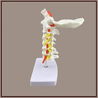 Scientific Research Cervical Vertebra Model with Nerves Arteries 7 Cervical Vertebrae Intervertebral Discs and Occipital Bone for School Teaching Equipment/Human Organ Model