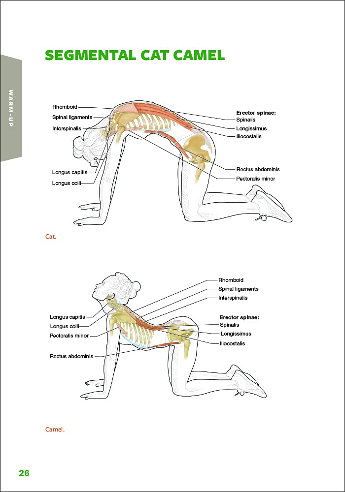 Golf Anatomy