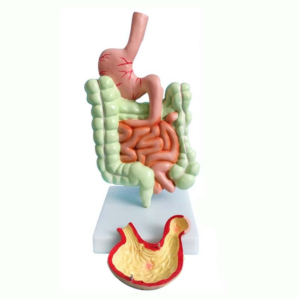 Modello 'apparato digerente Umano Anatomia gastrica Intestino Retto Duodeno Modello degli Organi Interni 'uomo