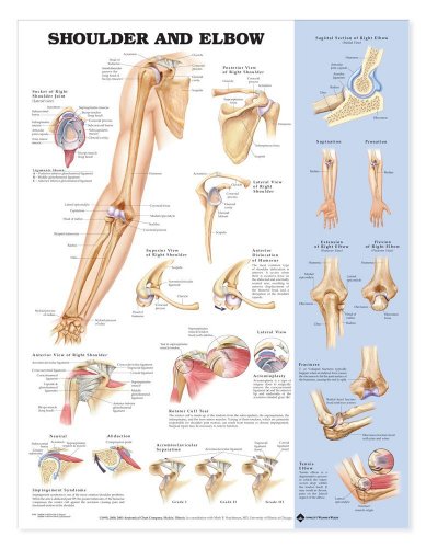 Shoulder and Elbow Anatomical Chart