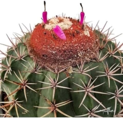 Muda Cacto Cabeça Ou Coroa De Frade Melocactus Zehntneri