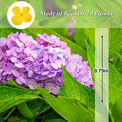60PCS Flores Secas Prensadas de Hortensia Natural Amarilla miniatura 2