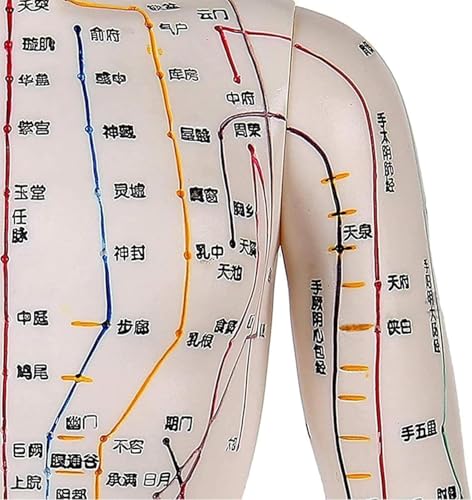 Mannequin de point corporel MTC de 50cm pour formation au massage - 5