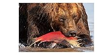 Odyssey through Kamchatka 9526849663 Book Cover