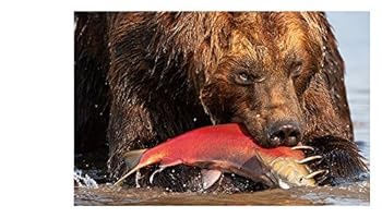 Hardcover Odyssey through Kamchatka Book