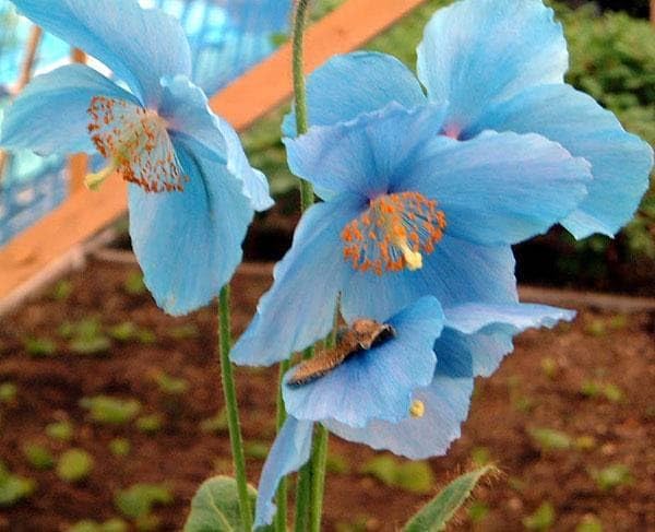 ブルーポピー ヒマラヤの青いケシ メコノプシス 種14粒