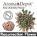 Aroma Depot ONE - Rose of Jericho Flower Large, Resurrection Plant, Selaginella Lepidophylla, Dried Rose, Sacred I Doradilla Plant, 2.5'' - 3'', Spiritual Cleansing, Luck, and Prosperity