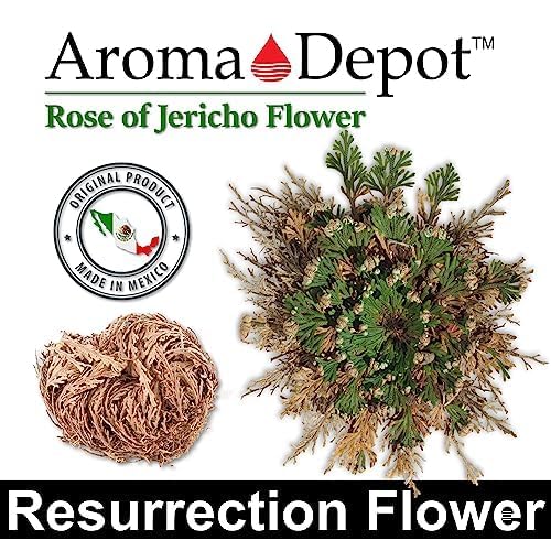 Flor de Jericó seca grande para limpieza espiritual miniatura 3
