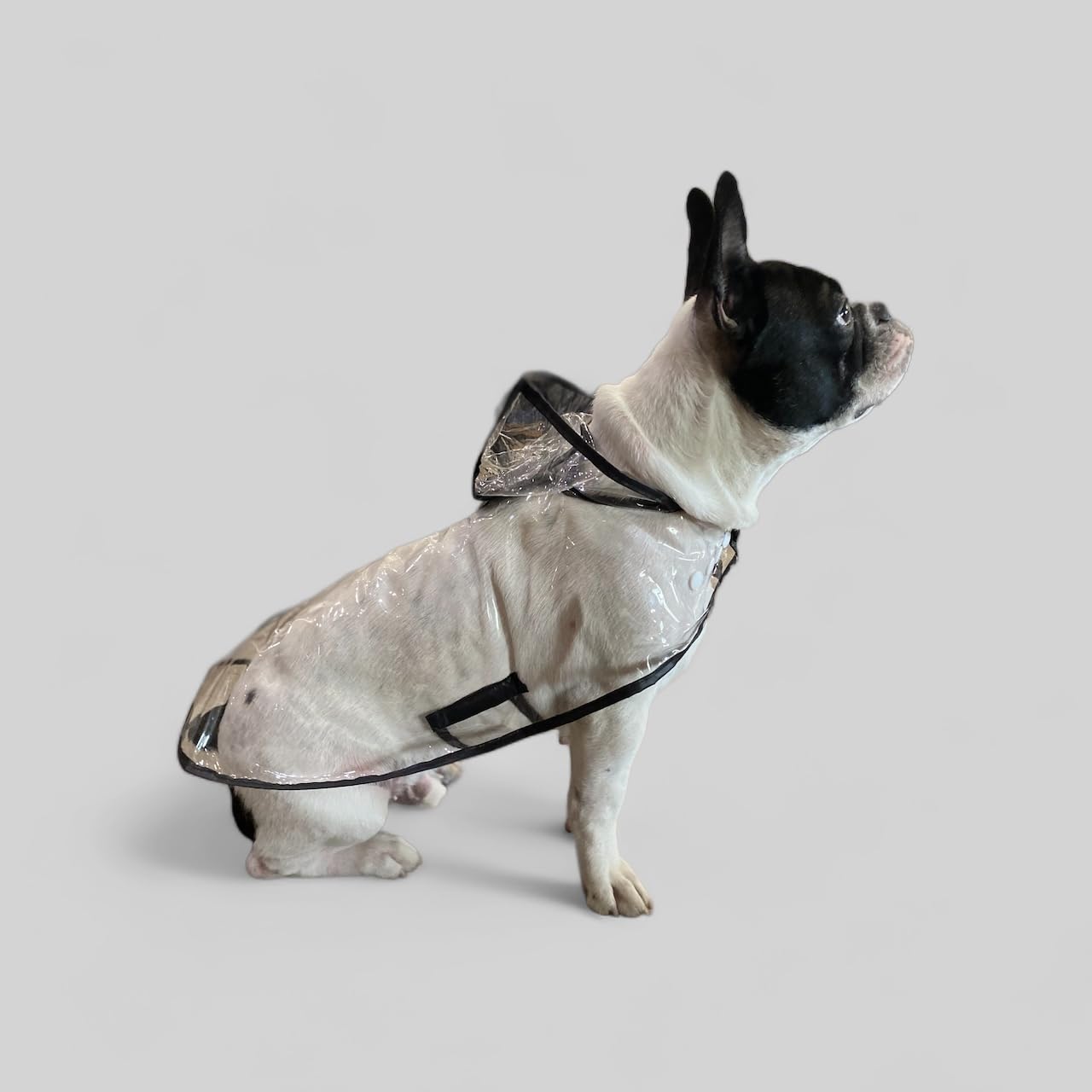 See full amazon price history chart for Talking Dog Club Waterproof Dog Raincoat for Small, Medium & Large Size Dogs | Lightweight TPU Material, Easy to Wear. (S) Talking Dog Club Waterproof Dog Raincoat for Small, Medium & Large Size Dogs | Lightweight TPU Material, Easy to Wear. (S) (B0D5RJB9KH) Amazon Price History, Amazon Price Tracker
