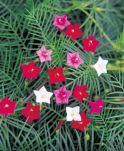 Raise Me Up: Seeds Cypress Vine Mix Quamoclit Annual Liana Flowers #TOP5