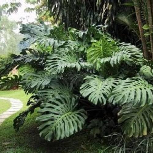 Split Leaf Philodendron (Monstera deliciosa) 5ct. packet of FRESH Seeds (BOGO)