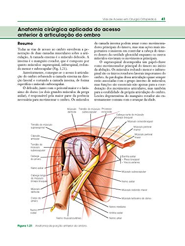 Vias De Acesso Em Cirurgia Ortopedica: Abordagem Anatômica