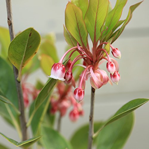 Amazon | 庭木苗：ホンコンドウダンツツジ ピンクシャンデリア | 植木