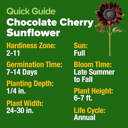Image of HOME GROWN Chocolate Cherry Sunflower Seeds 75 Heirloom Seeds for Planting Burgundy Sunflowers Tall Flower for Garden, Pollinators, Butterflies (Helianthus annuus)
