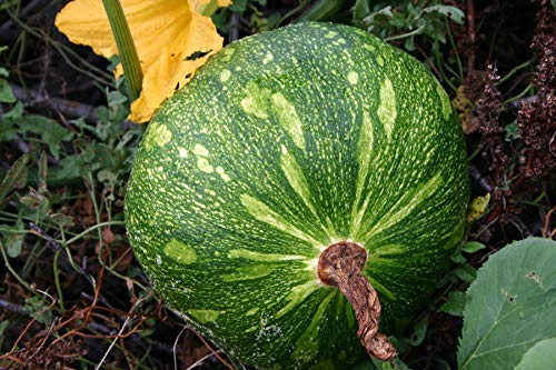 Pumpkin Kaddu Vegetables Seeds (B07MTJFMQ2) Amazon Price History, Amazon Price Tracker