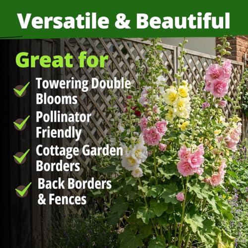 Image of HOME GROWN Hollyhock Chaters Double Mix 2400 Seeds - Holly Hocks Seeds for Planting Spring 2026, Double Flower Hollyhock Seeds, Flower Seeds Perennial Outdoor Garden (Alcea rosea)