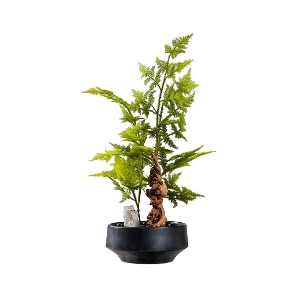 AYCDL Artificial Plants Indoor Chinese Imitation Asparagus Bonsai Living Room Study Porch Tea Table Desktop Green Plant Potted Ornament Fake Plant,