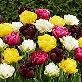 Tulpenzwiebeln Winterhart Mehrjährig - Doppelt Blühend Frühlings Mix - 25 Blumenzwiebeln - Pflanzen aus Holland - Zwiebeln für Garten, Töpfe und Balkon (große Knollen, kein Samen, nicht künstlich)