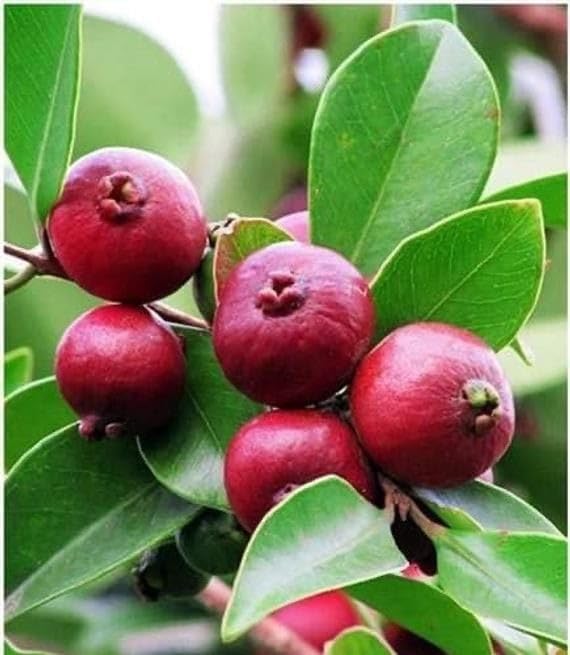 See full amazon price history chart for GreenWorld Rare Very Cute Tropical Red Strawberry Guava Fruit Plant,(GRAFTED) Healthy Live Plant GreenWorld Rare Very Cute Tropical Red Strawberry Guava Fruit Plant,(GRAFTED) Healthy Live Plant (B0CB8P656N) Amazon Price History, Amazon Price Tracker