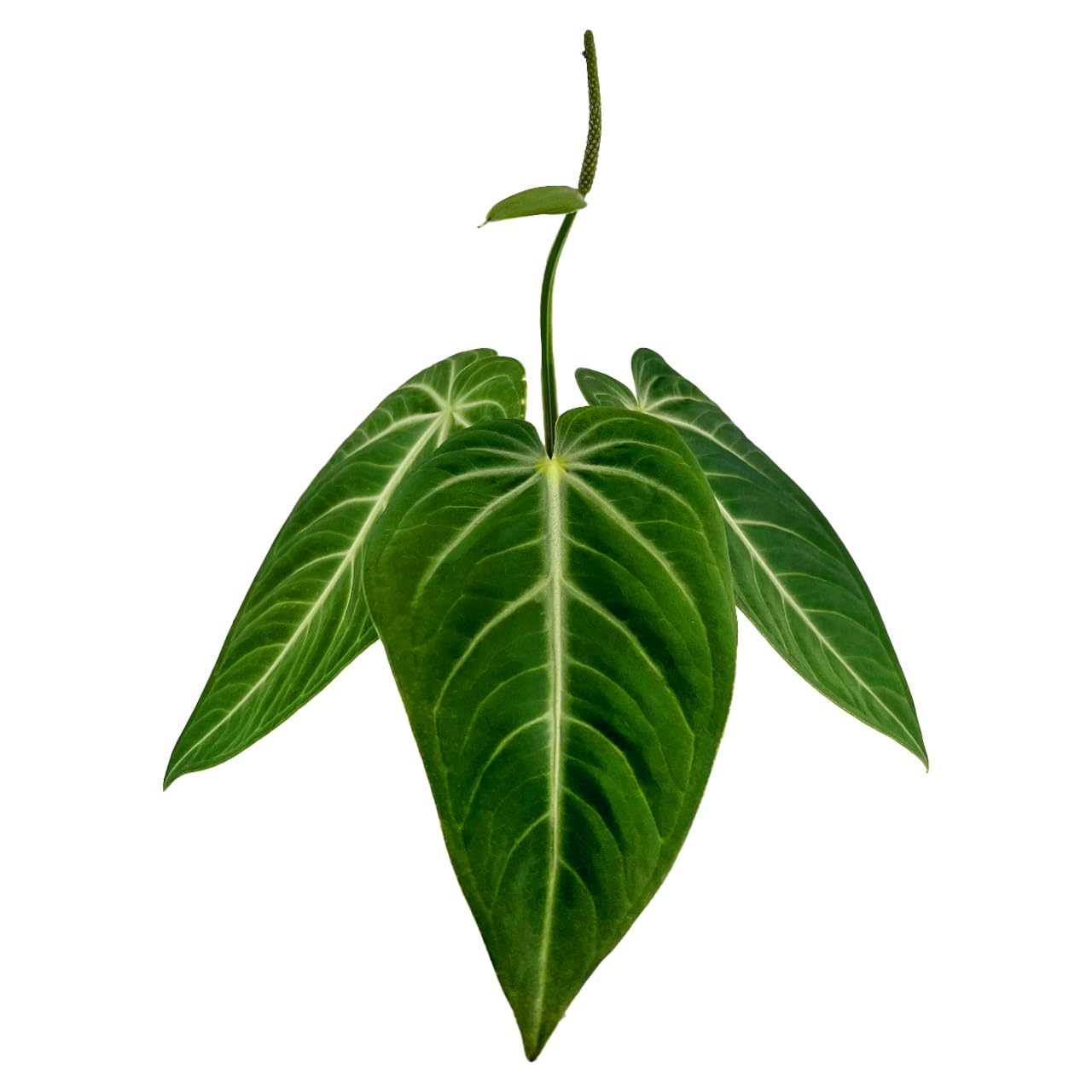 Amazon.com : LEAL PLANTS ECUADOR Anthurium Villenaorum Live Tropical Plant  for Indoor Decor | Air-Purifying Elephant Ear Houseplant | Green Foliage  Heart Plant | Low-Maintenance : Patio, Lawn & Garden