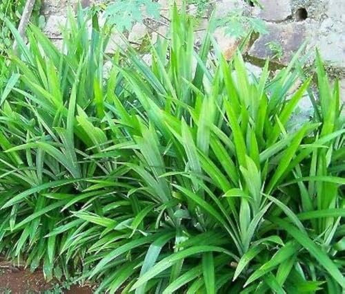 New Fresh 10pcs pandan Plant Seeds Generic New Fresh 10pcs pandan Plant Seeds Generic