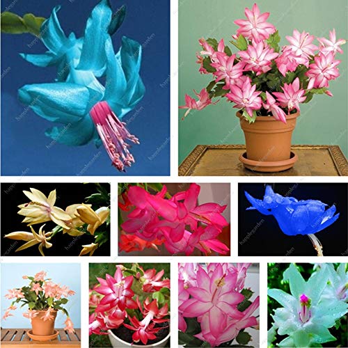 50pcs Zygocactus Truncatus Semillas Schlumbergera semillas de orquídeas semillas de flores multicolor...