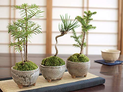 五葉松盆栽(3) 五葉松盆栽 懸崖 No.a8-3 | 五葉松 専門盆栽園 松風園(しょう