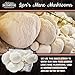 Grow Your Own Mushrooms Kit - Lion's Mane Mushroom - 5lb Indoor Grow Kit - Grow up to 4 Pounds