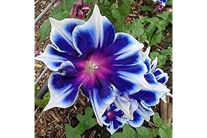 100pcs Morning Glory Seeds for Vibrant Garden Blooms