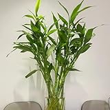 Bambú de la suerte Comprar semillas, plantas perennes resistentes semillas de bonsái interior plantas interior fácil cuidado variedades antiguas oficina exóticas productos sostenibles 80pcs