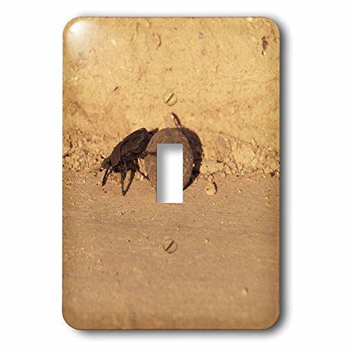 Dung beetle interrupteur unique Afrique lsp_72699_1 3Drose - 3