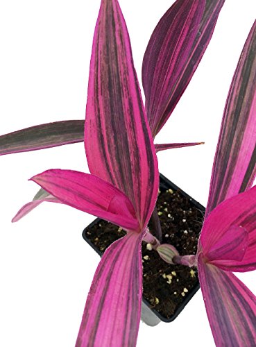 Variegated Purple Heart Plant - Setcreasea - Indoors or Out - Easy - 4" Pot