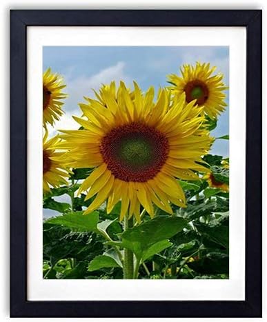 Amazon Co Jp 木製フォトフレーム 写真フレーム 木製の枠 50cmx70cm 特大 ひまわり畑空夏の菜 装飾画 壁掛け 壁飾り 壁ポスター おしゃれ ウォールアート アートパネル 壁の絵 インテリア絵画 額縁 部屋飾り 黒額縁が飾っている 壁画 家電 カメラ Amazon Co Jp 木製フォトフレーム 写真フレーム 木製の枠 50cmx70cm 特大 ひまわり畑空夏の菜 装飾画 壁掛け 壁飾り 壁ポスター おしゃれ ウォールアート アートパネル 壁の絵 インテリア絵画 額縁 部屋飾り 黒額縁が飾っている 壁画 家電 カメラ