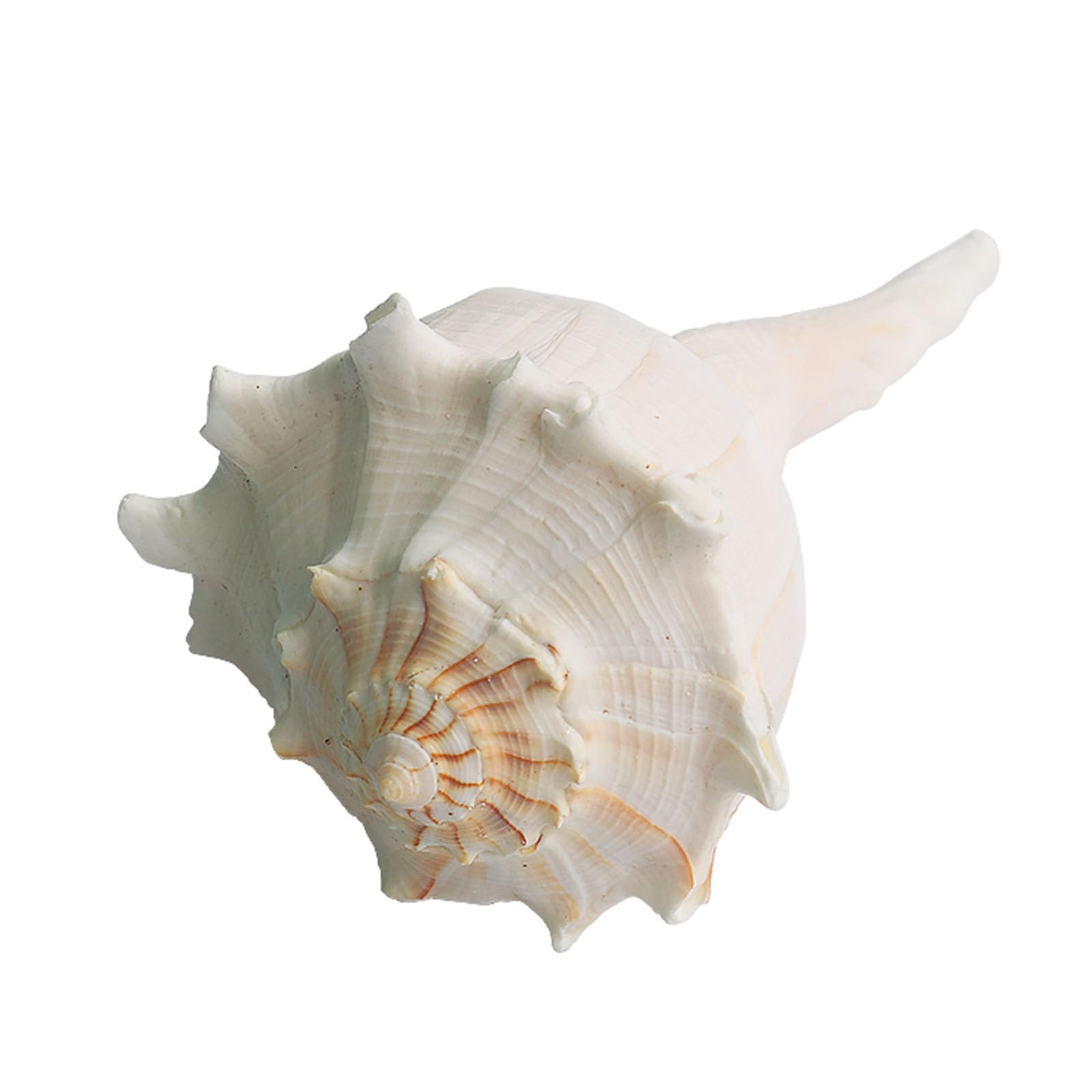 WOFICRET Home Conch Shell, Conch Shell Decor, Beach Bathroom Decor, Nautical Decor,Natural,18cm